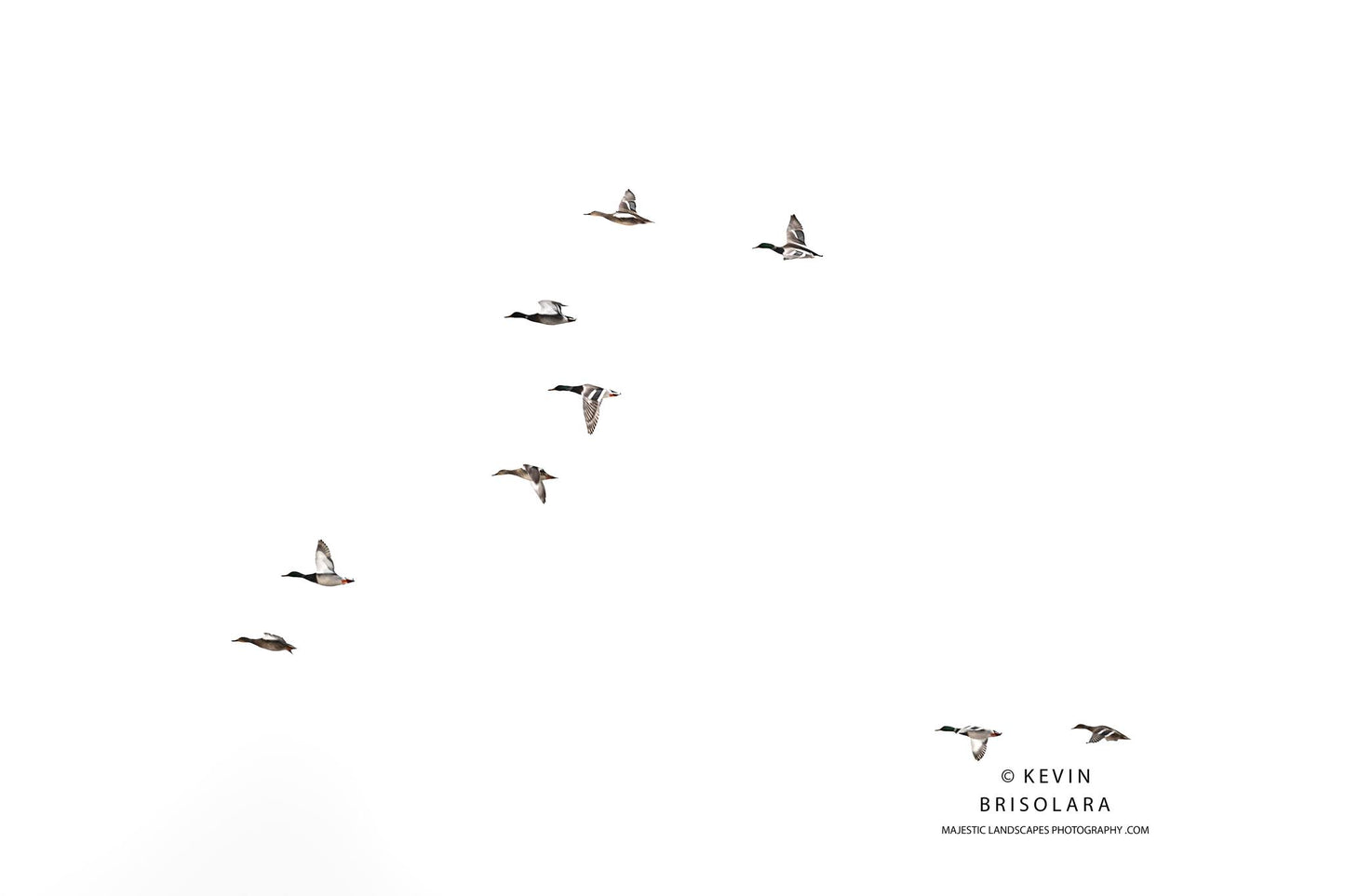 HOLIDAY GREETING CARDS 630-729 MALLARD DUCKS