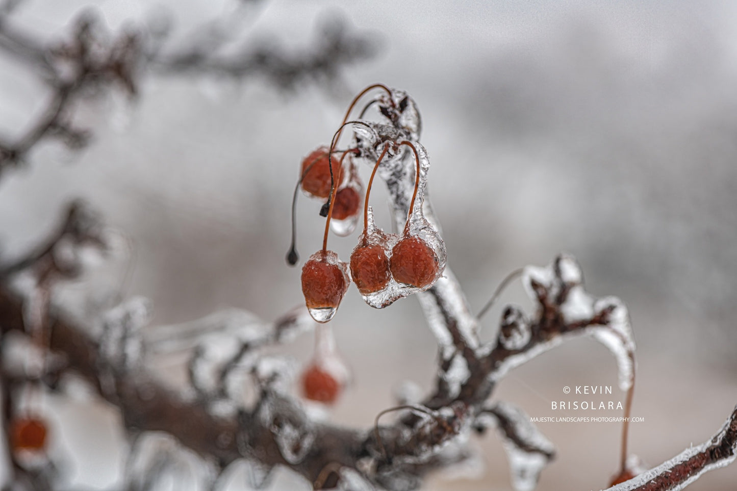 HOLIDAY GREETING CARDS 625-503 CRAB APPLE TREE, ICE