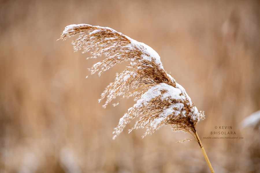 HOLIDAY GREETING CARDS 630-718 GIANT REED, SNOW- WILDFLOWER PARK
