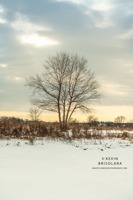 HOLIDAY GREETING CARDS 632-804  SNOW, ICE, PAPER BIRCH TREE, CLOUDS, WILDFLOWER LAKE