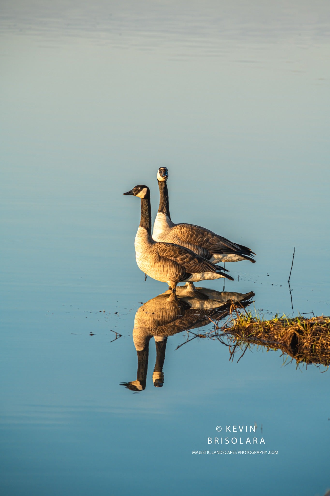 HOLIDAY GREETING CARDS 636-1066 CANADA GEESE, WILDFLOWER LAKE
