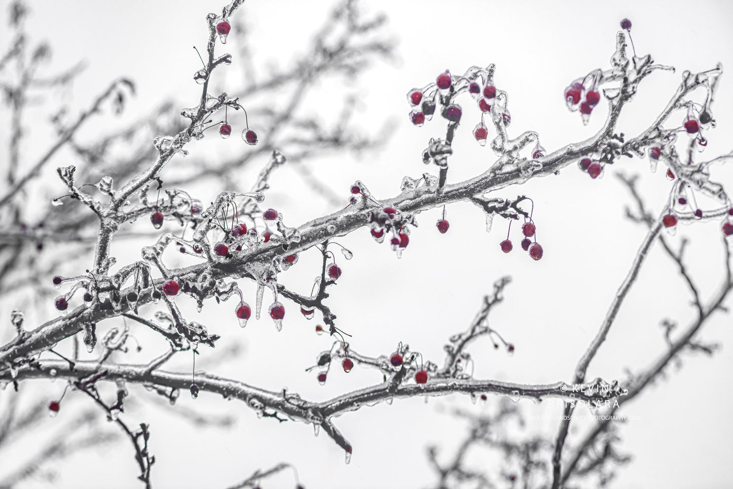 HOLIDAY GREETING CARDS 625-545  CRAB APPLE TREE, ICE