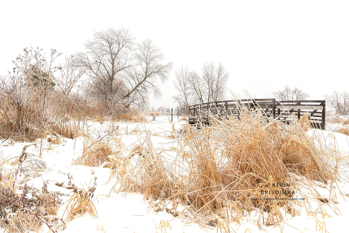 HOLIDAY GREETING CARDS 625-485 BRIDGE, PEACHLEAF WILLOW TREE, ELDERBERRY BUSHES, GRASSES