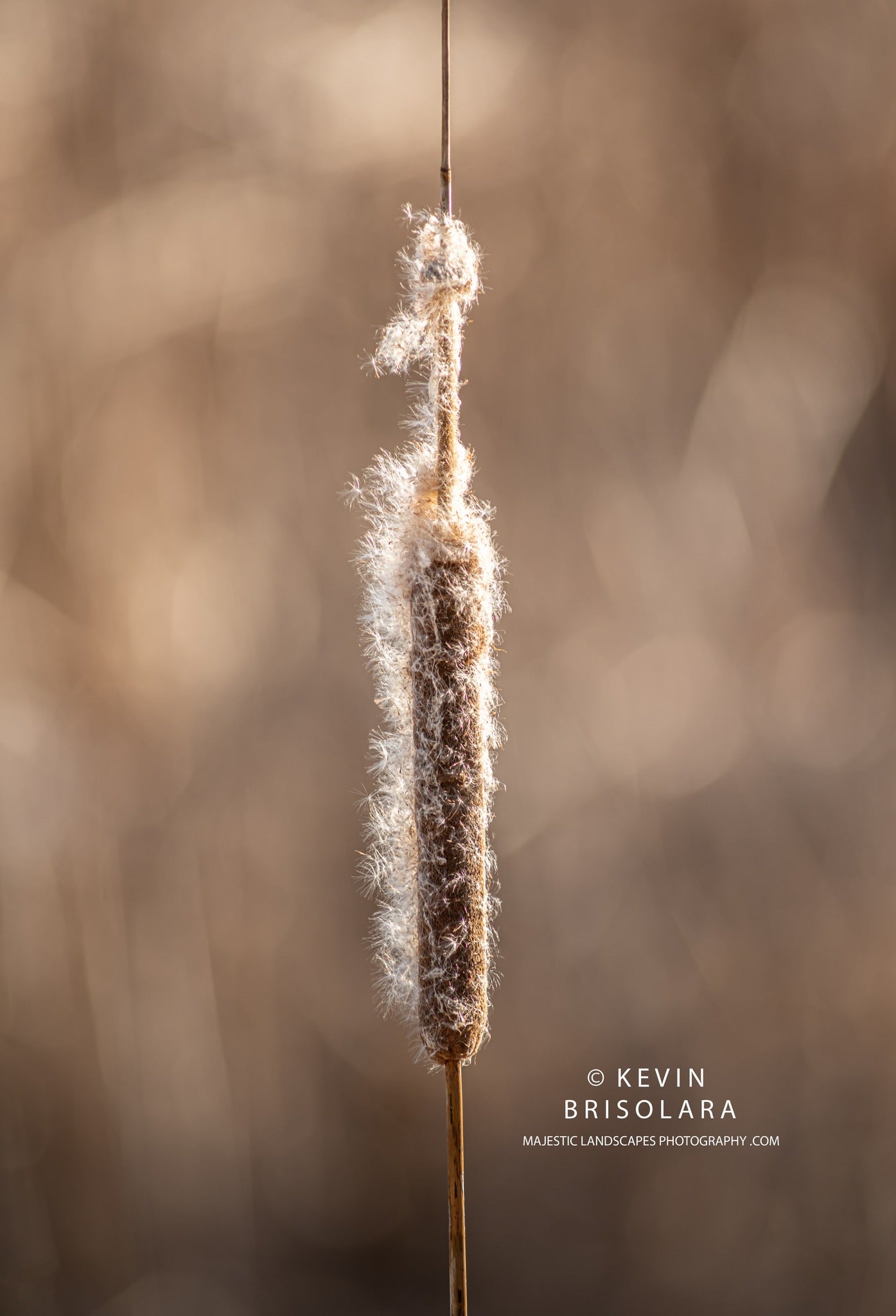 HOLIDAY GREETING CARDS 634-980 CATTAILS- WILDFLOWER PARK