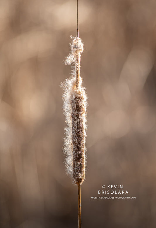 HOLIDAY GREETING CARDS 634-980  CATTAILS-  WILDFLOWER PARK