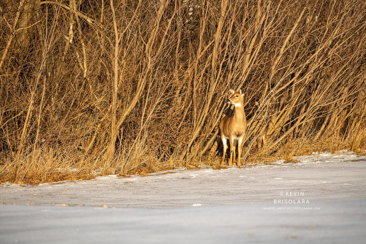HOLIDAY GREETING CARDS 626-611 WHITE-TAILED DEER