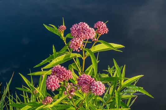 IN BLOOM ALONG THE RIVER