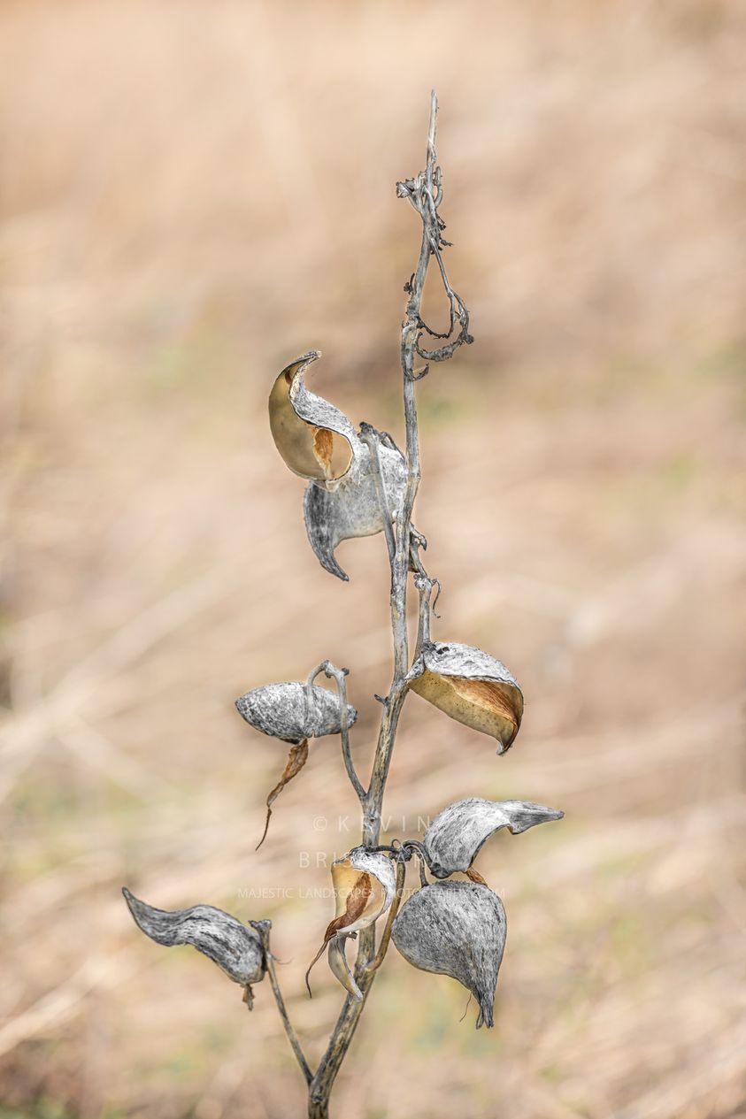 FINDING BEAUTY ON THE PRAIRIE