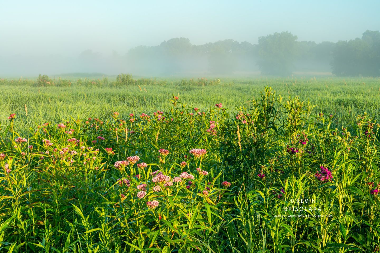 A MISTY MORNING WALK THROUGH THE PRAIRIE