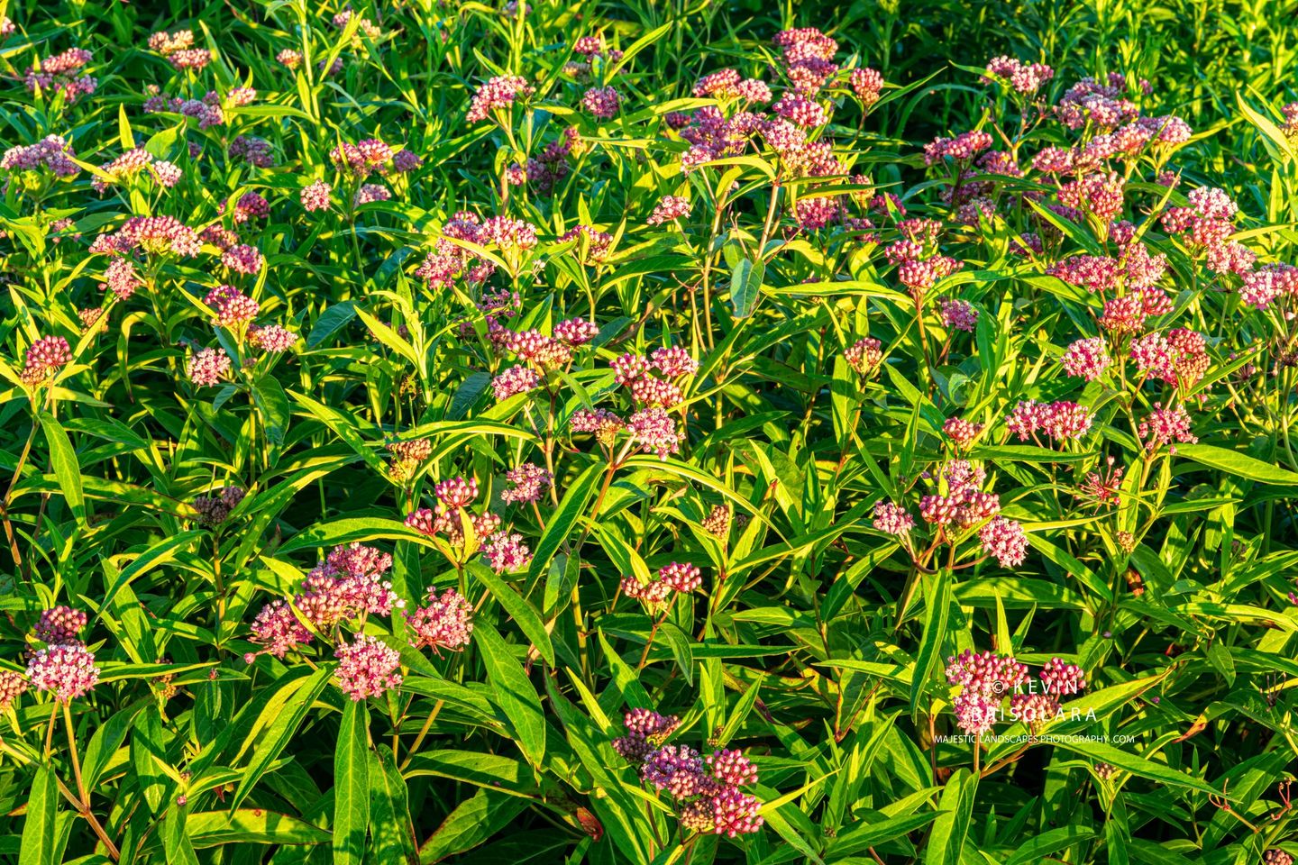 A BEAUTIFUL SCENE OF SWAMP MILKWEED FROM THE PRAIRIE