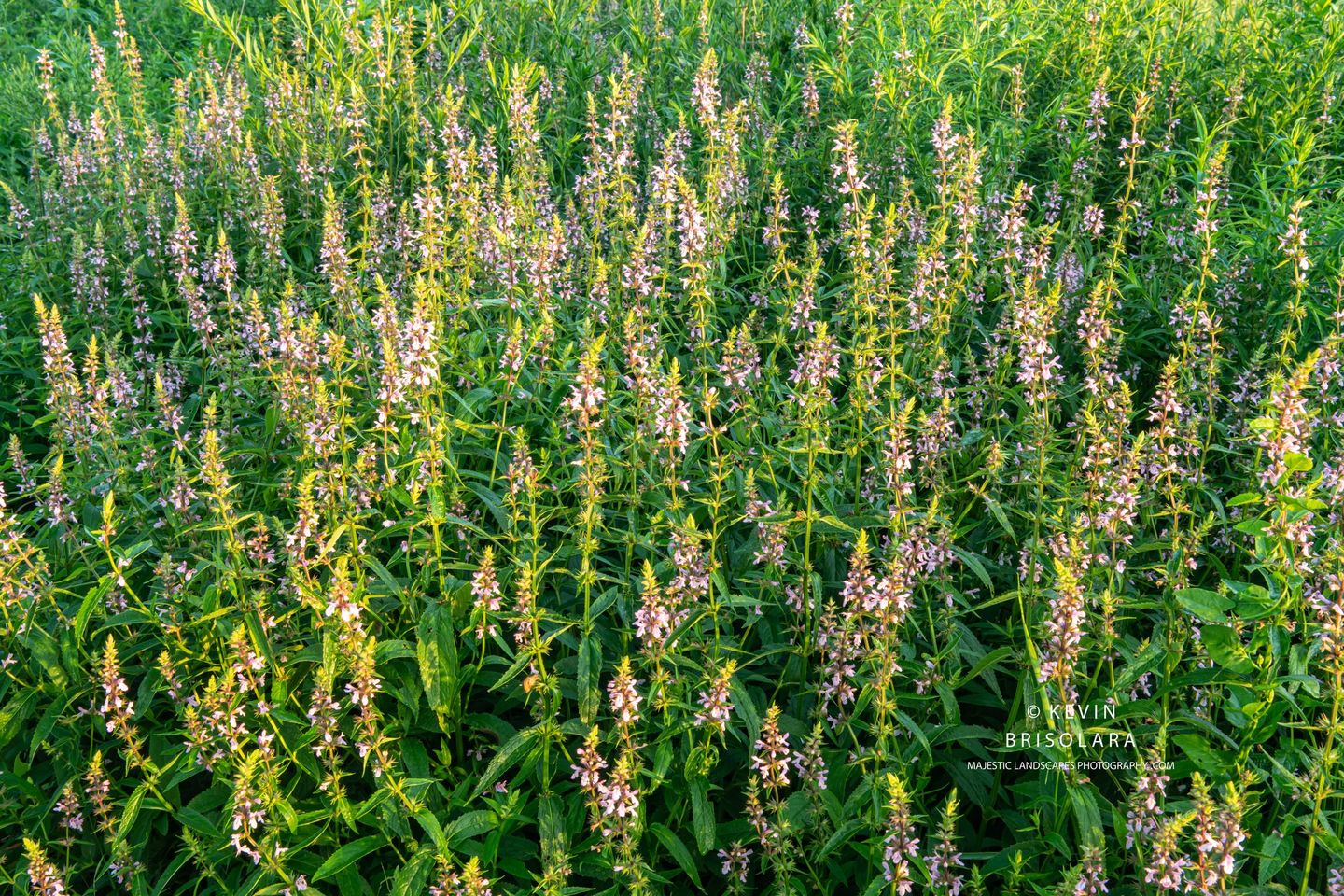 A BLANKET OF COLOR