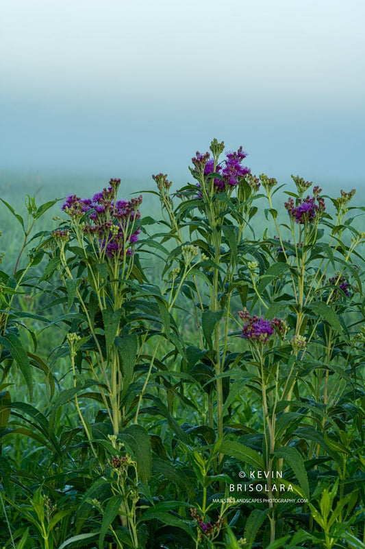 WILDFLOWERS OF IRONWEED FROM THE PARK