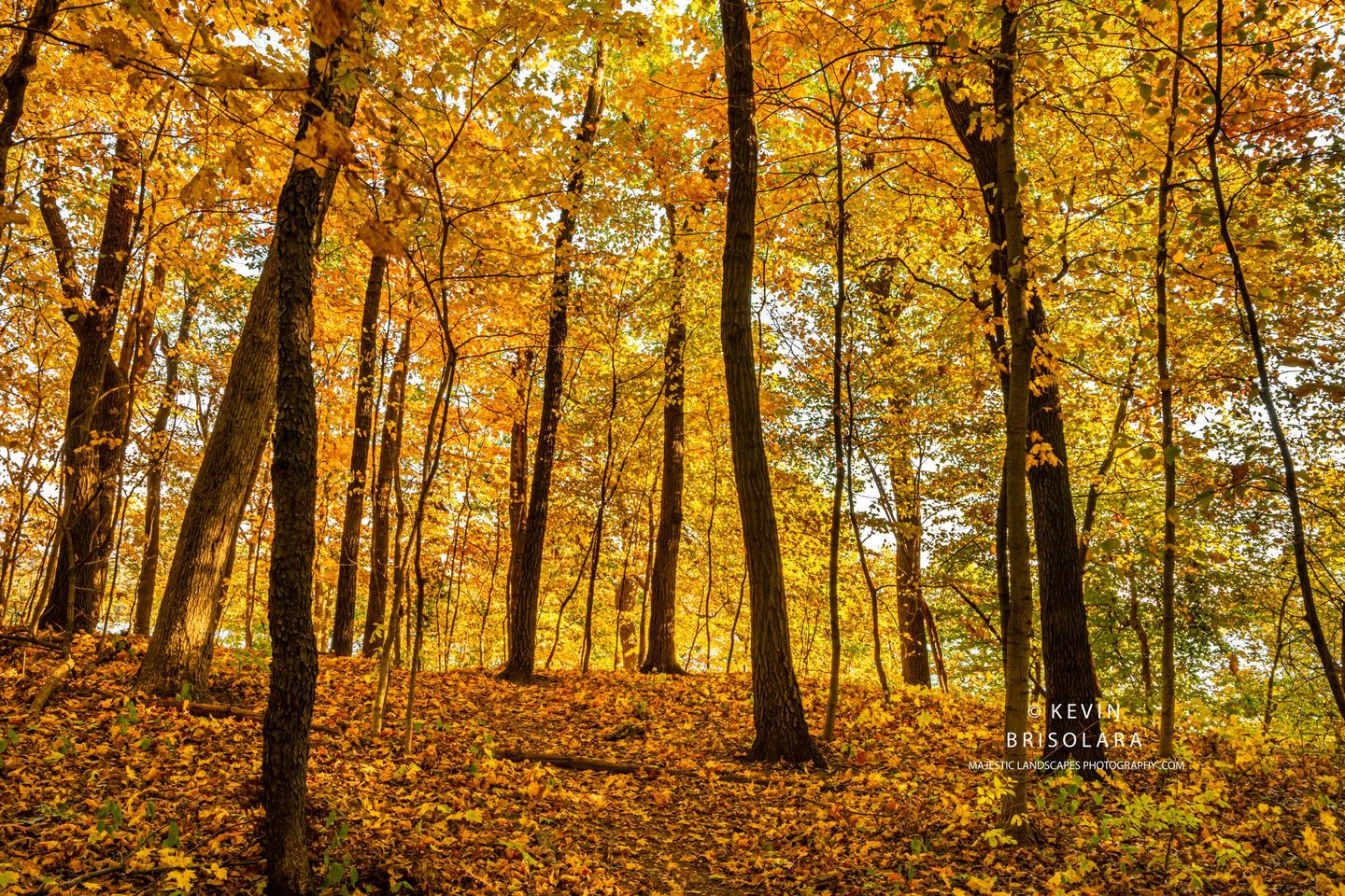 THE GOLD FOREST