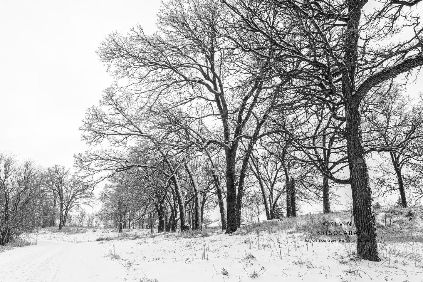 A WINTER WALK THROUGH THE PARK