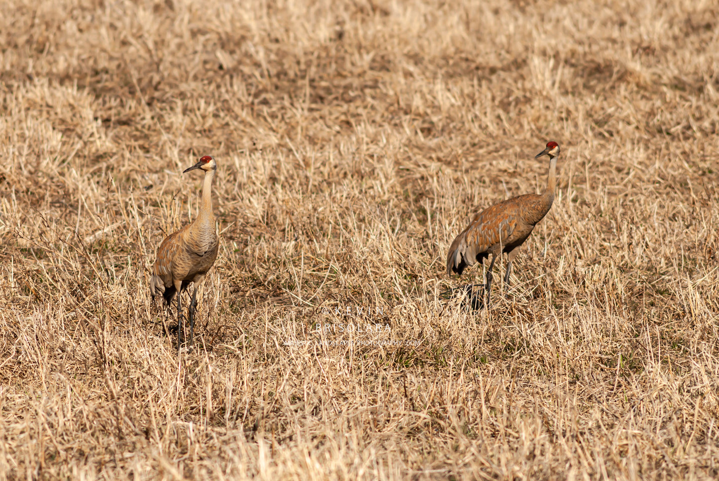 ENJOYING THE AFTERNOON WITH THE CRANES