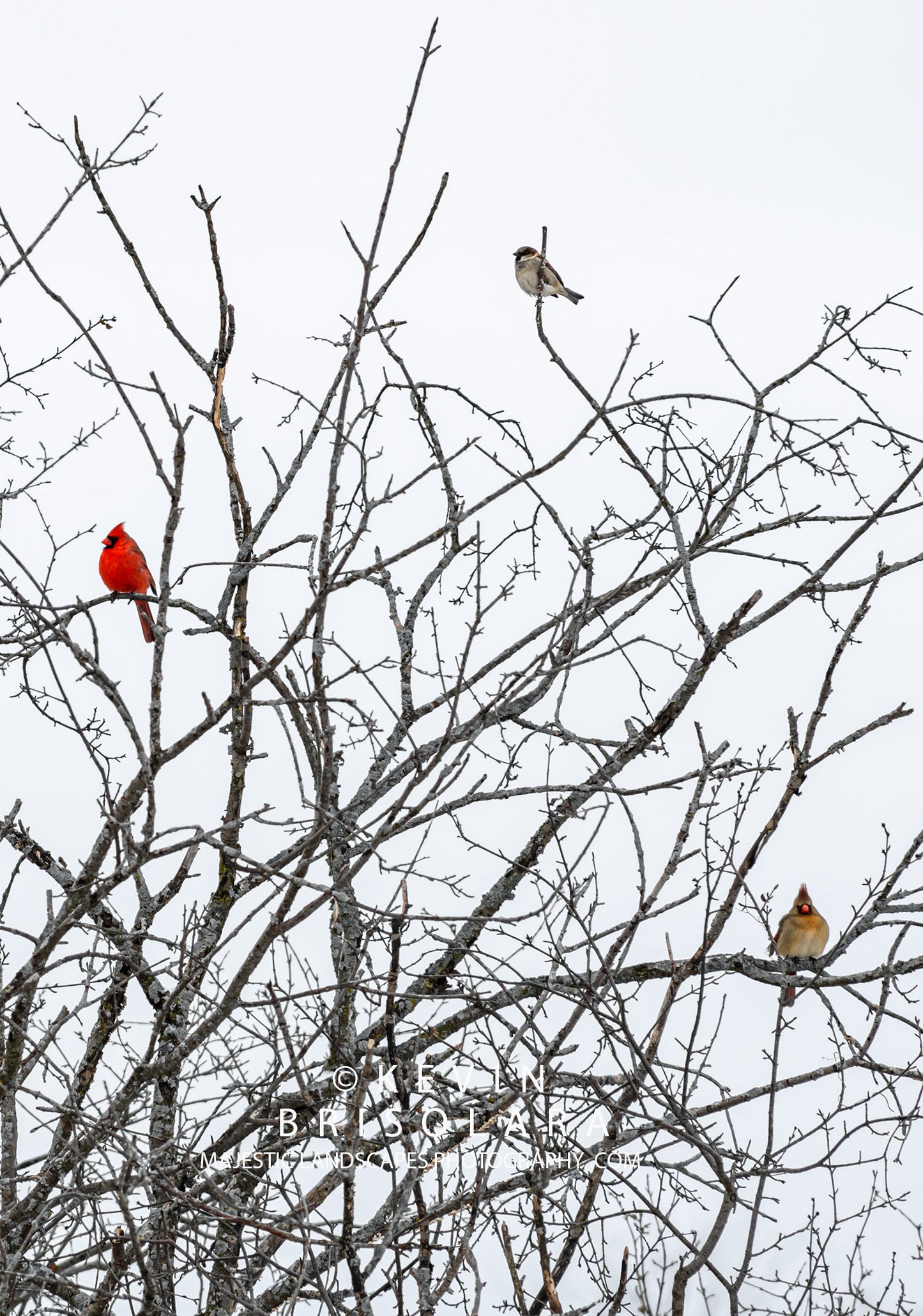 HOLIDAY GREETING CARDS 622-388 MALE HOUSE SPARROW, NORTHERN CARDINAL