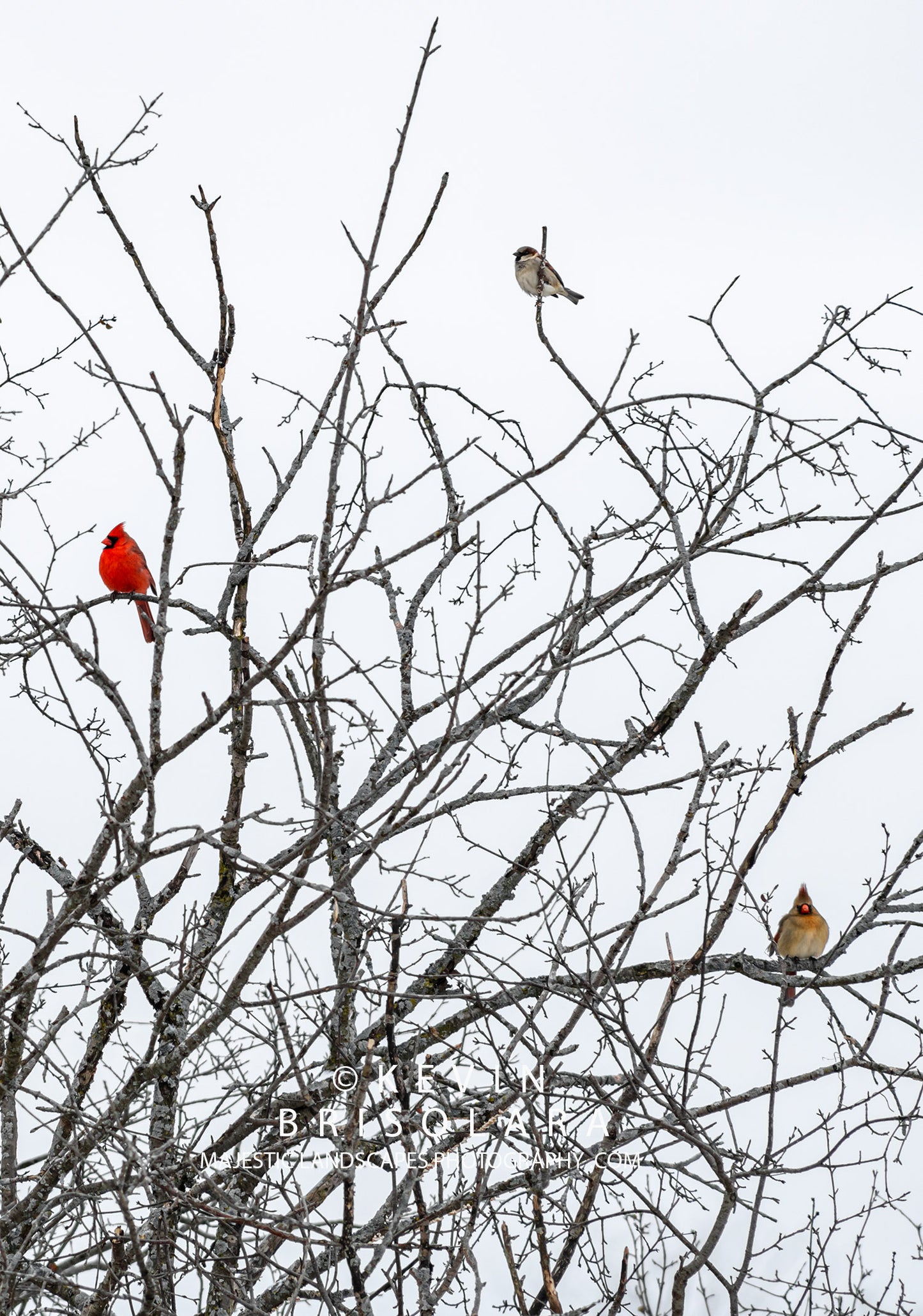 HOLIDAY GREETING CARDS 622-388  MALE HOUSE SPARROW, NORTHERN CARDINAL