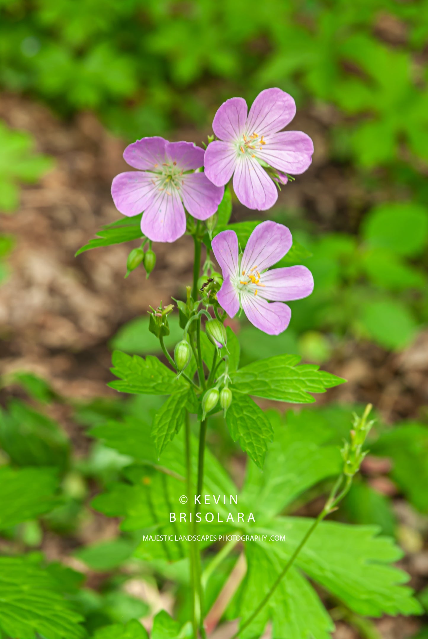 SPRING FLOWERS ALONG THE RIVER