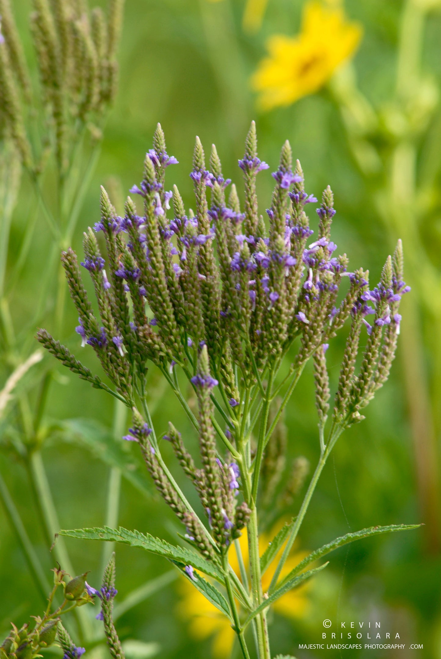 STANDING TALL ON THE PRAIRIE