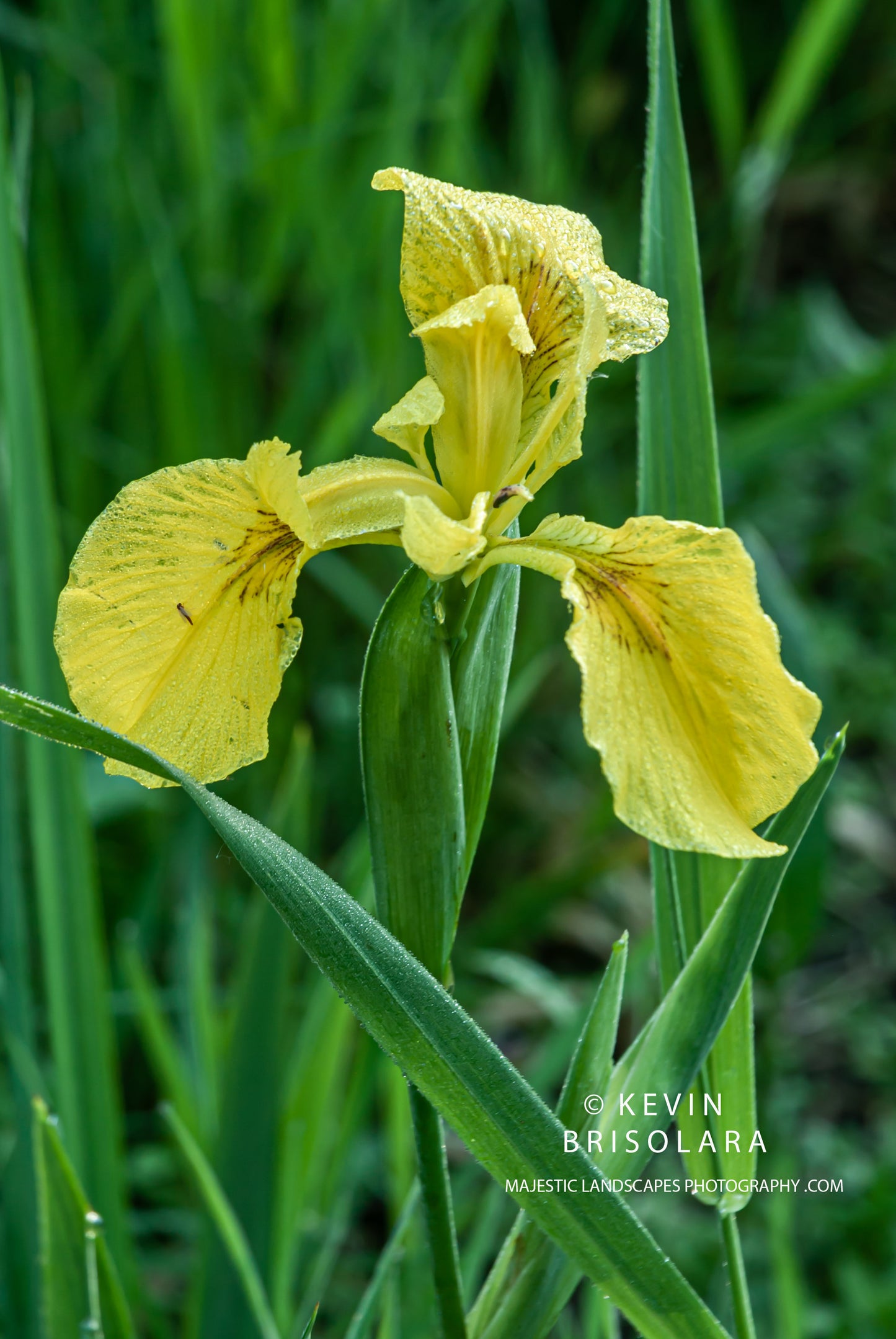 SPLENDID YELLOW BEAUTY
