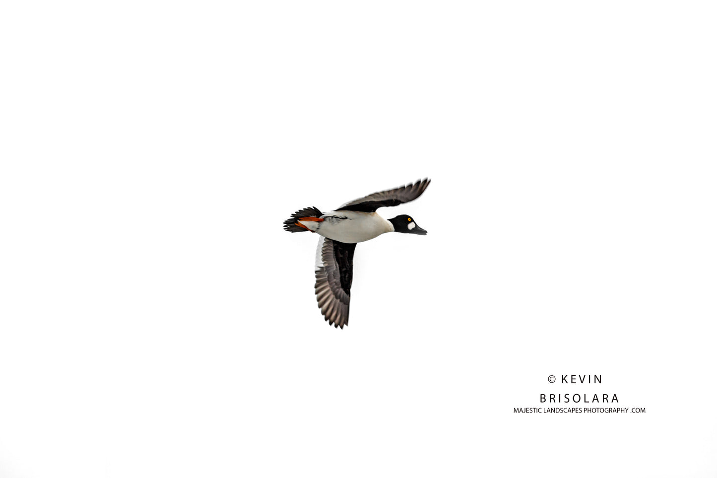 HOLIDAY GREETING CARDS 534-14 COMMON GOLDENEYE