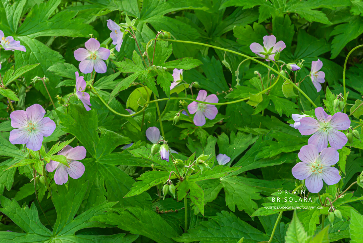 WILD GERANIUM