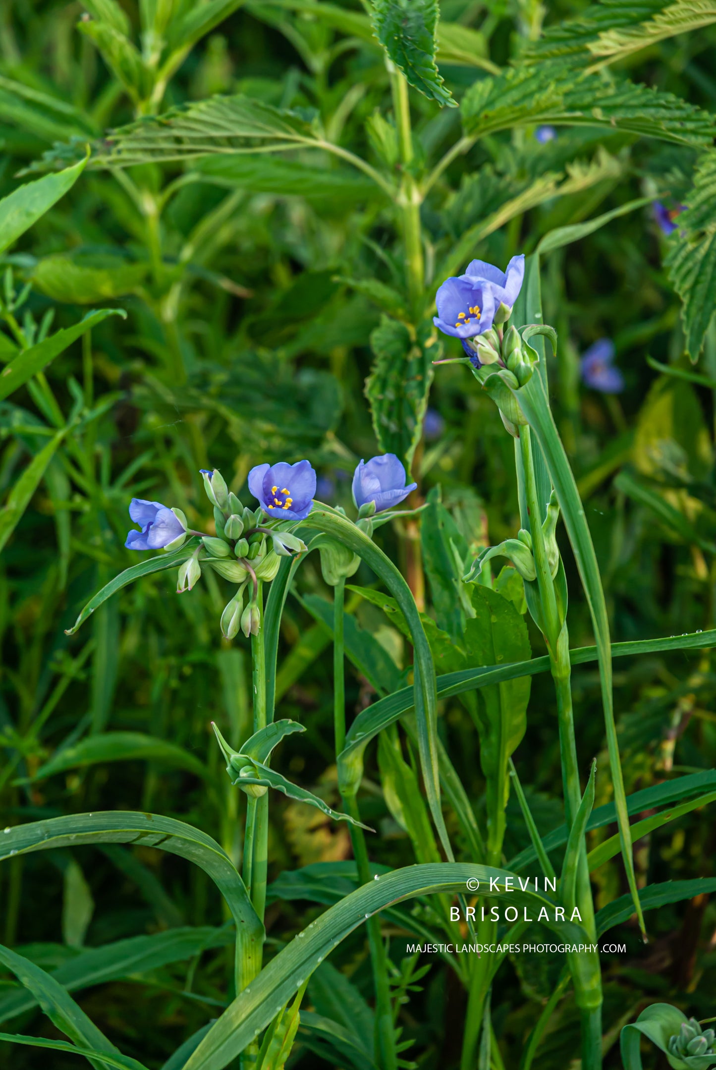 VIEWING THE WILDFLOWERS IN THE PARK