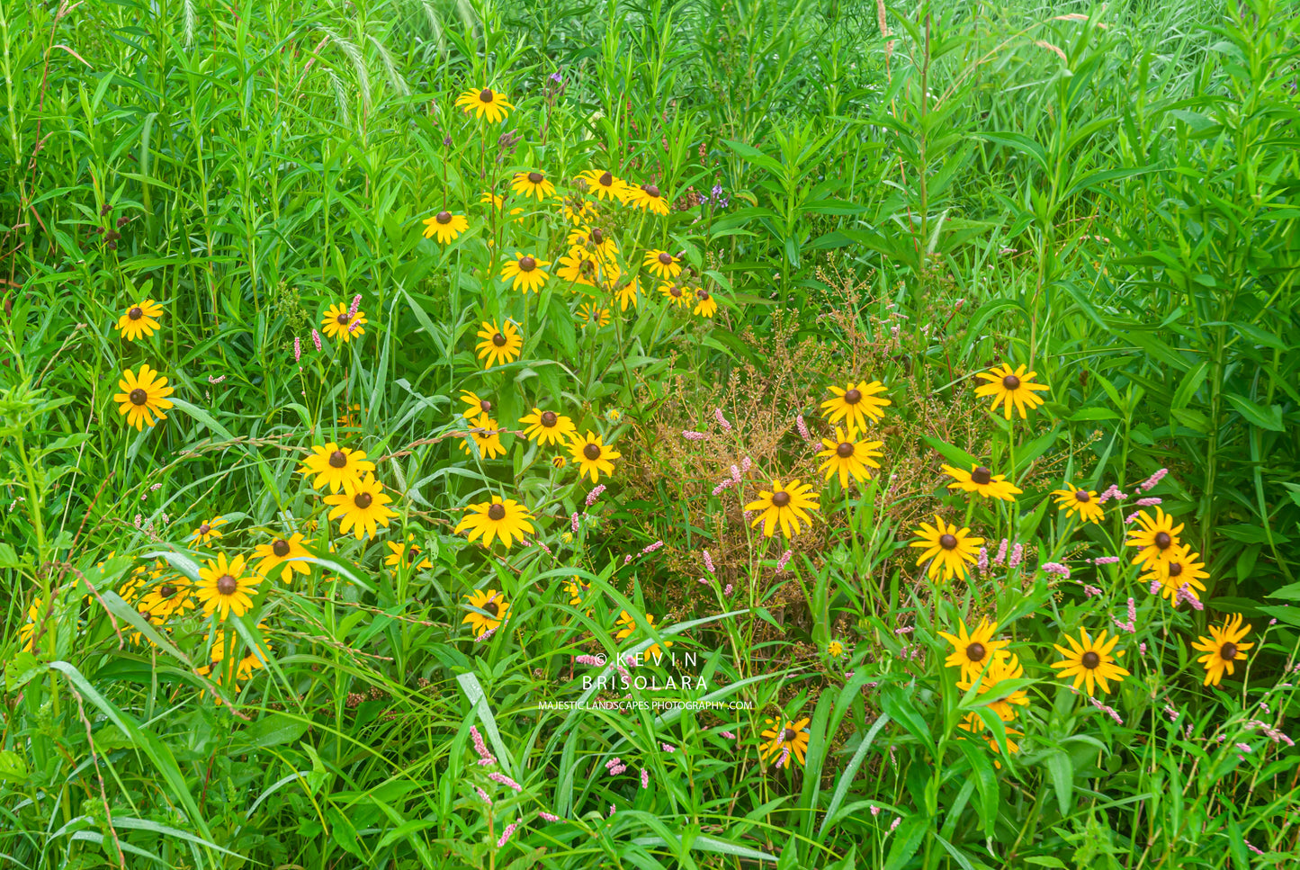 SUMMER BEAUTY FROM THE PRAIRIE