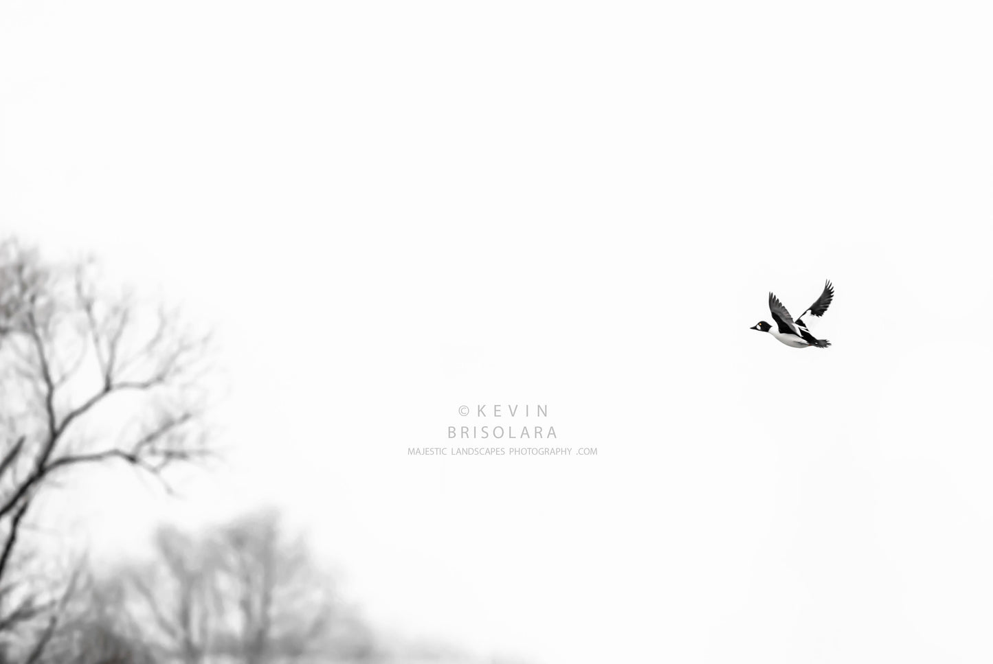 HOLIDAY GREETING CARDS 533-46 COMMON GOLDENEYE