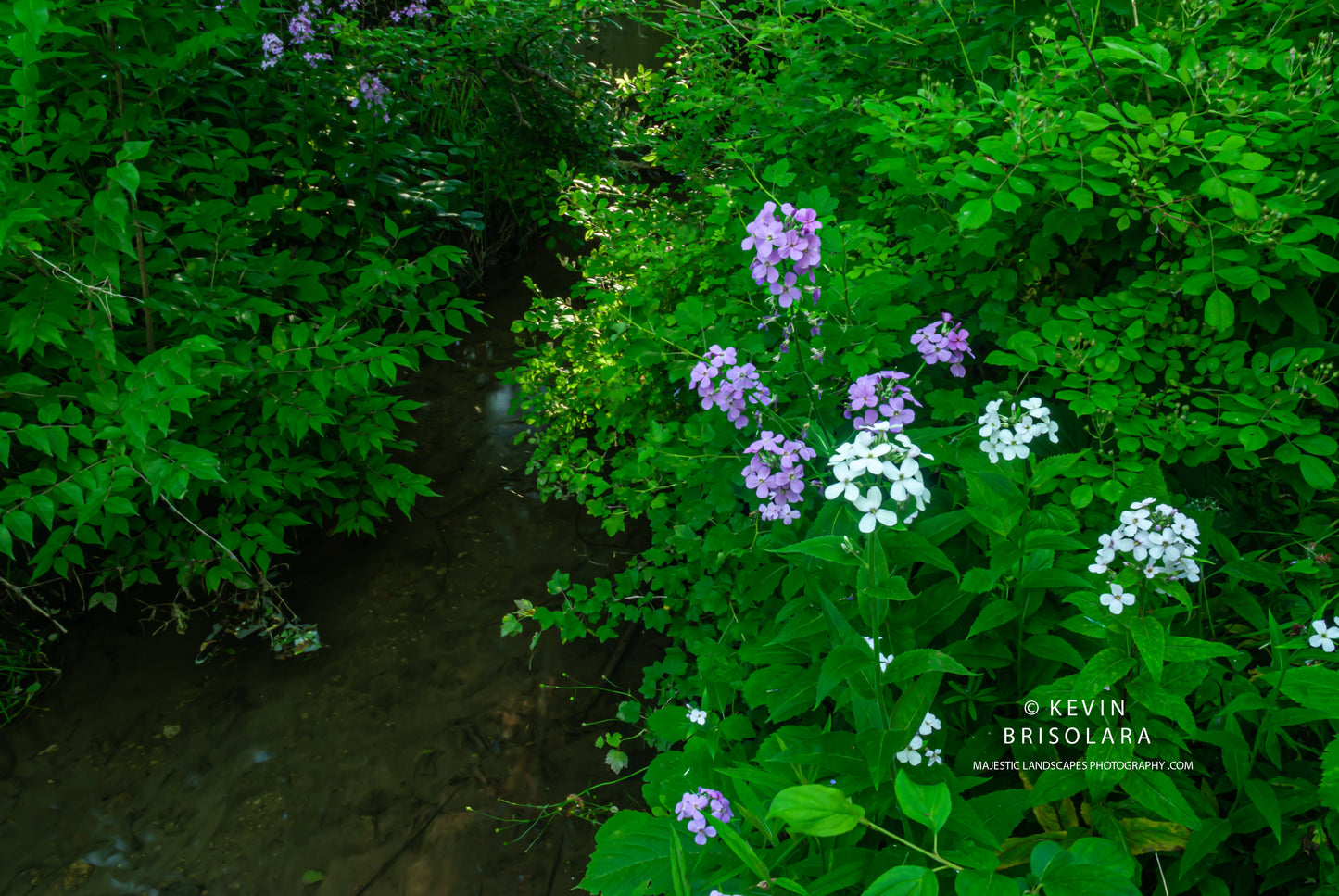 COMPLIMENTING THE FOLIAGE