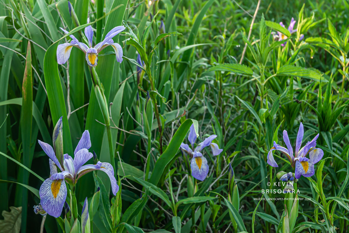 IRIS VERSICOLOR