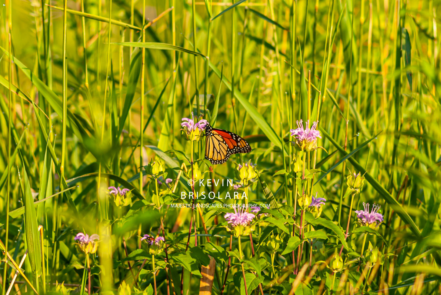 SIPPING NECTAR FROM THE WILD BERGAMOT FLOWER