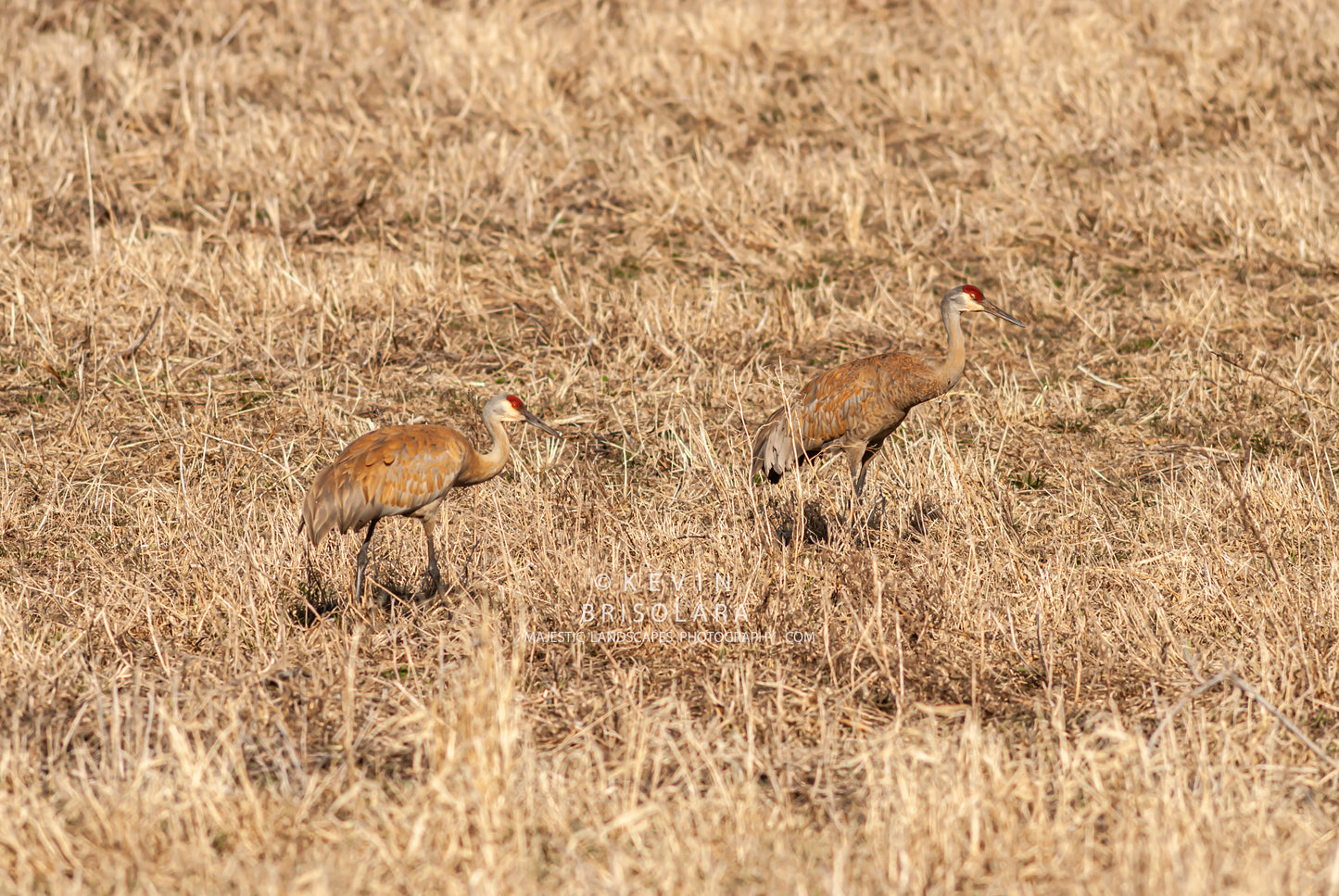 THE GRACEFUL CRANES