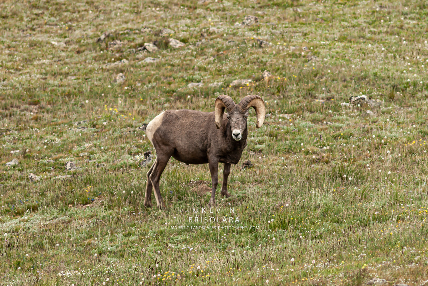 ROCKY MOUNTAIN BIGHORN