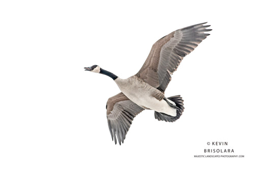 HOLIDAY GREETING CARDS 534-033  CANADA GEESE