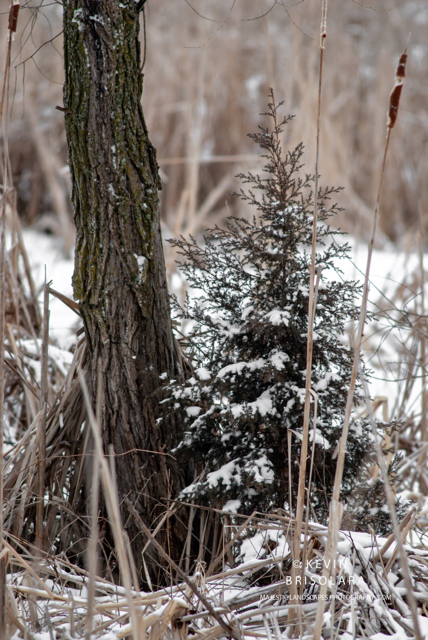 HOLIDAY GREETING CARDS 539-21 EASTERN RED CEDAR, PEACHLEAF WILLOW TREE- WILDFLOWER PARK