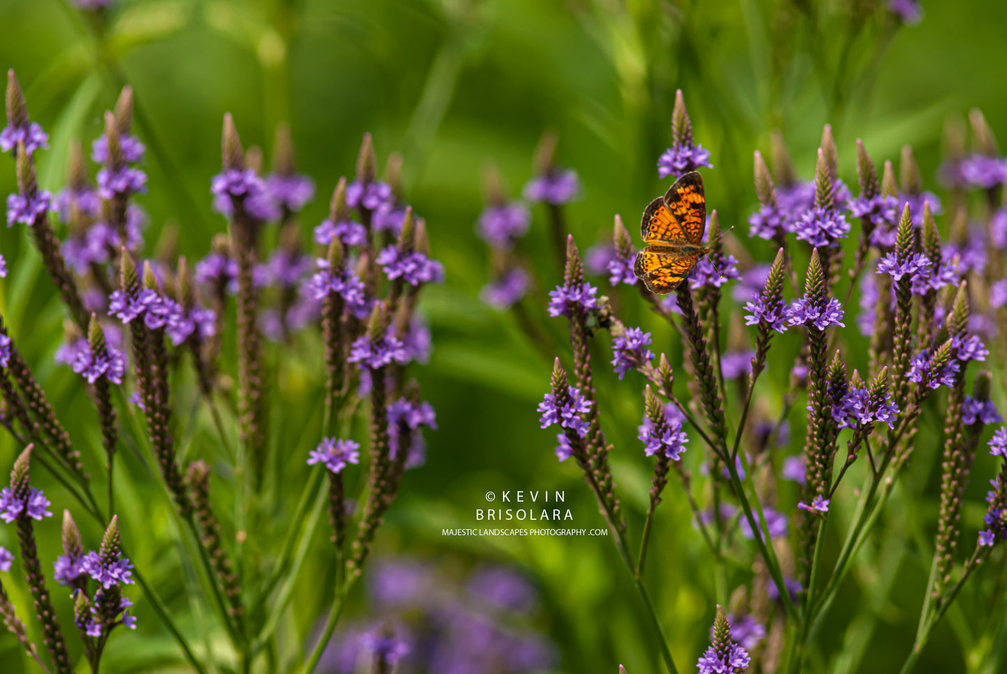 PEARL CRESCENT BUTTERFLY AND BLUE VERVAIN