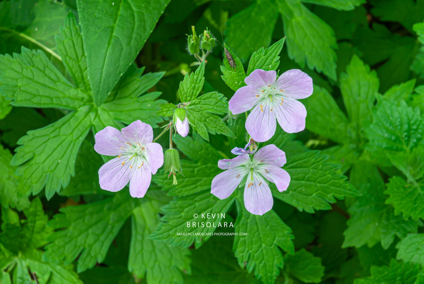 COMPLIMENTING COLORS