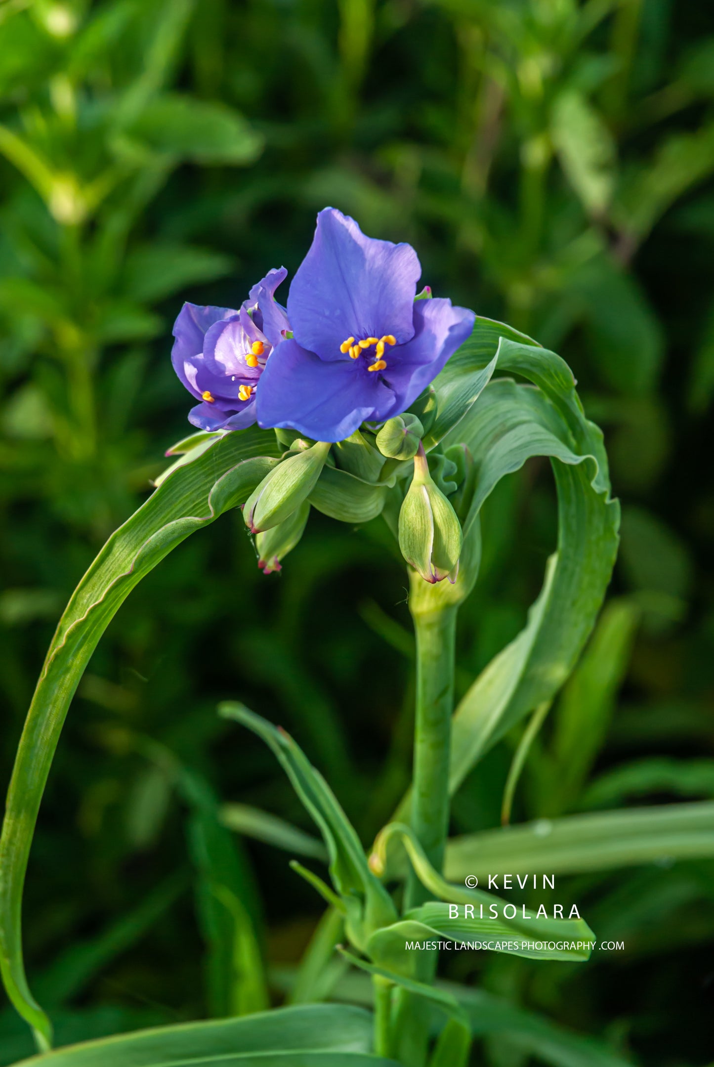 SPIDERWORT BRINGS BEAUTY AND COLOR TO THE LANDSCAPE