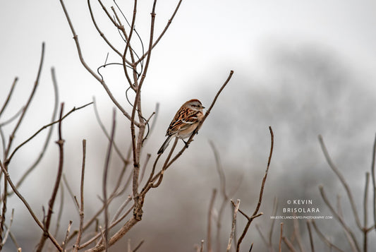 HOLIDAY GREETING CARDS 534-54  AMERICAN TREE SPARROW-  WILDFLOWER PARK