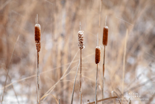 HOLIDAY GREETING CARDS 539-67  CATTAILS