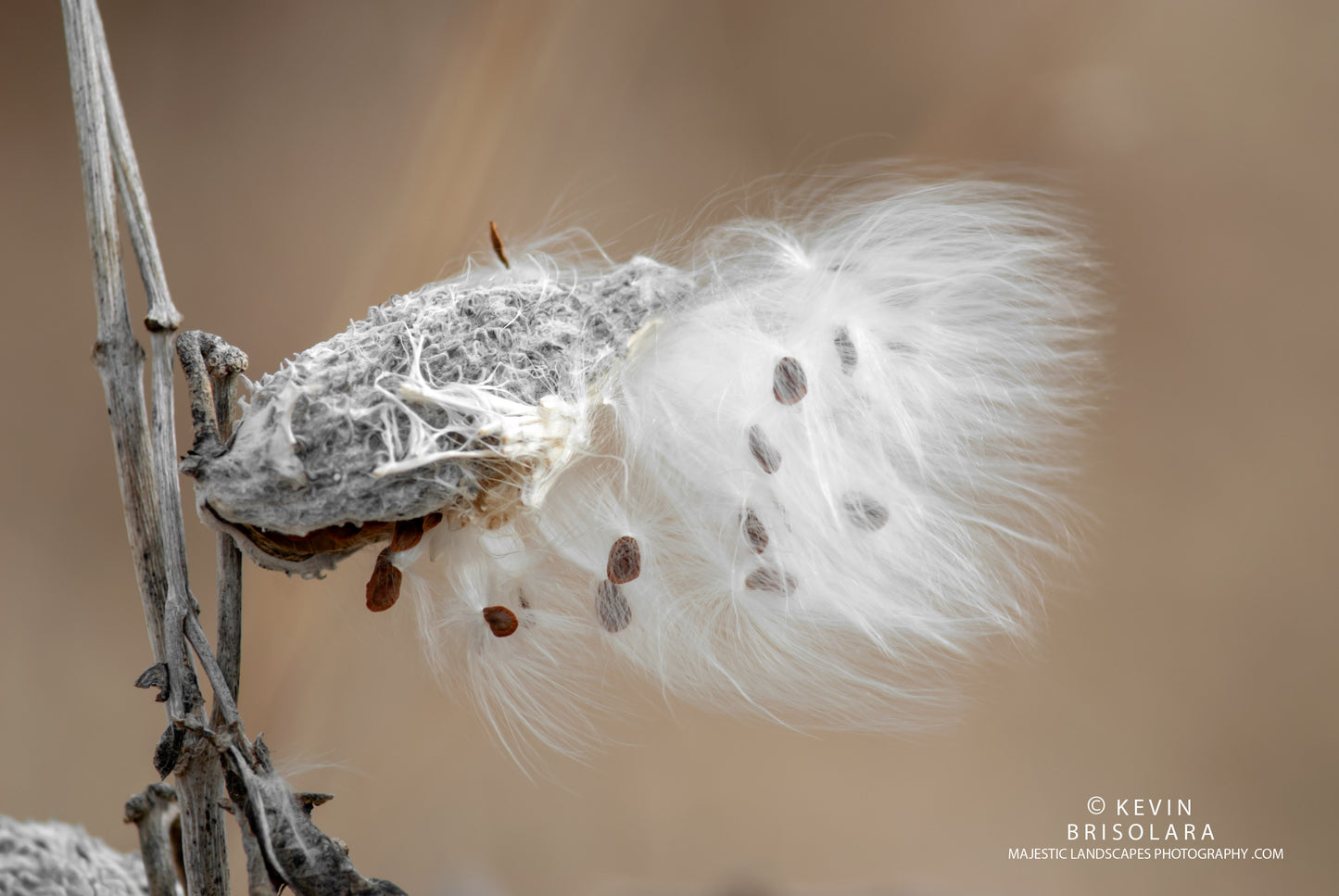 HOLIDAY GREETING CARDS 541-74 COMMON MILKWEED
