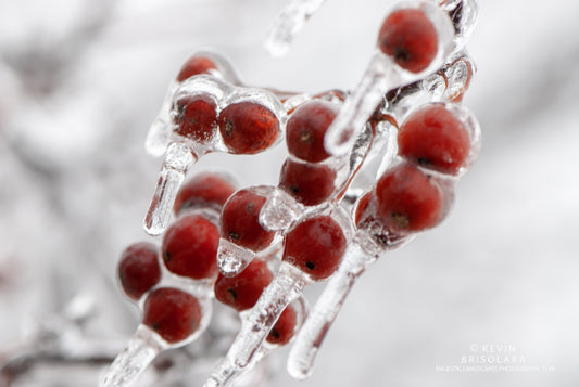 HOLIDAY GREETING CARDS 531-152  CRAB APPLES, ICE