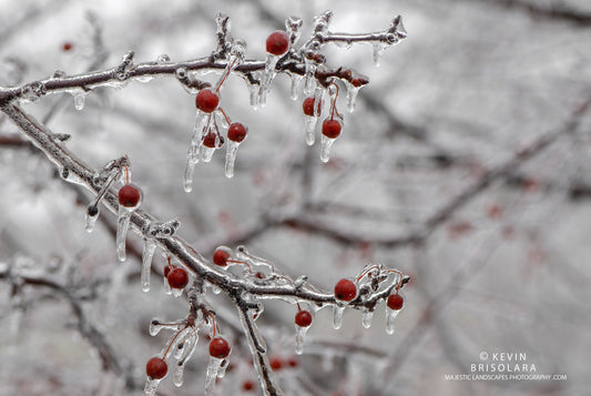 HOLIDAY GREETING CARDS 531-153  CRAB APPLES, ICE