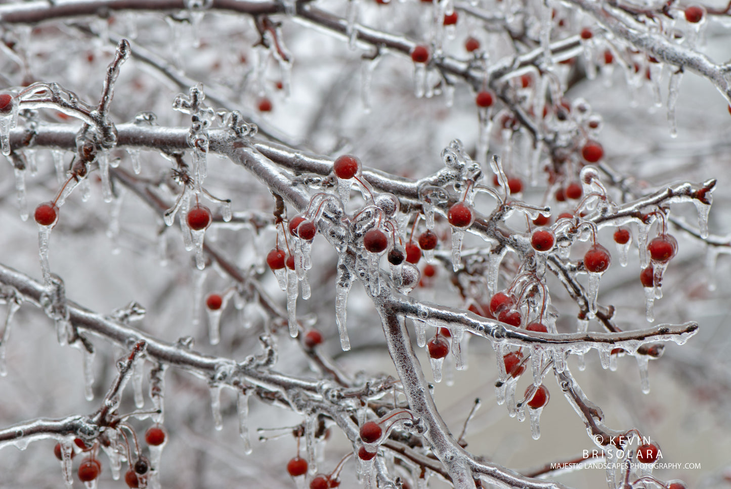 HOLIDAY GREETING CARDS 531-156 CRAB APPLES, ICE