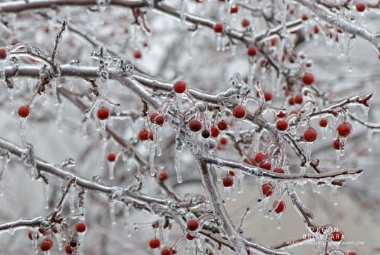 HOLIDAY GREETING CARDS 531-156  CRAB APPLES, ICE