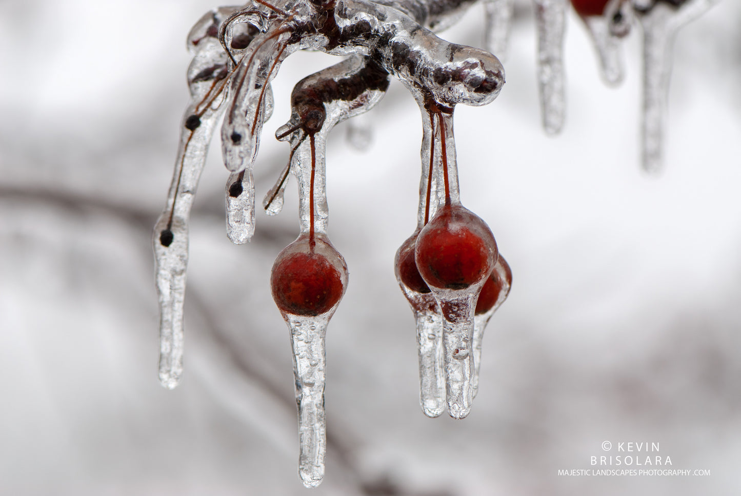 HOLIDAY GREETING CARDS 531-164 CRAB APPLES, ICE