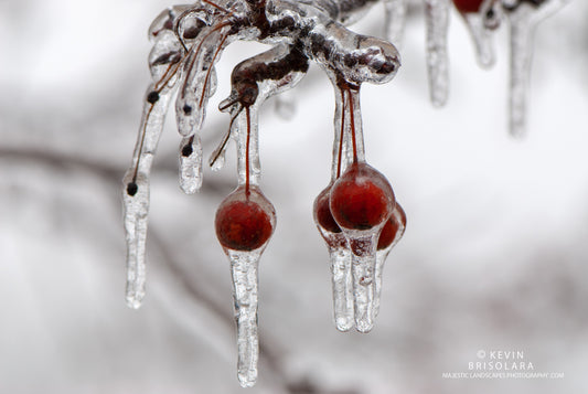 HOLIDAY GREETING CARDS 531-164  CRAB APPLES, ICE