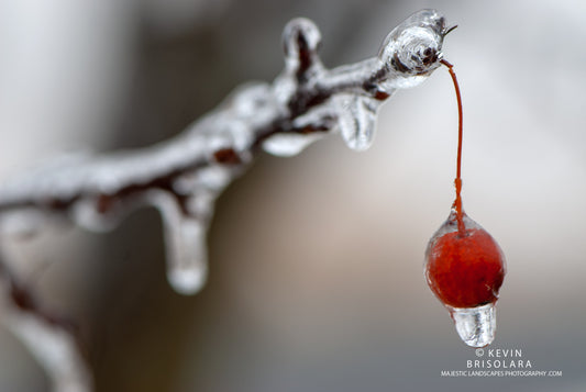 HOLIDAY GREETING CARDS 531-171  CRAB APPLES, ICE