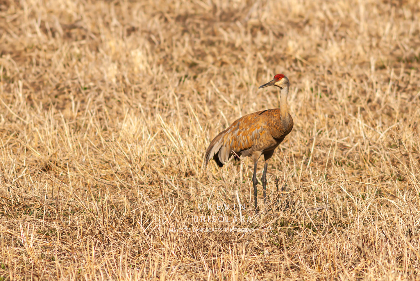 A BEAUTIFUL SANDHILL CRANE